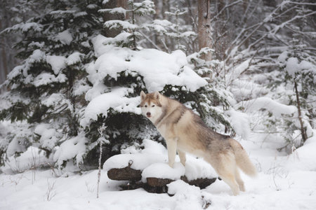 Portrait of gorgeous and happy beige and white dog breed siberian husky standing on the tree in the...