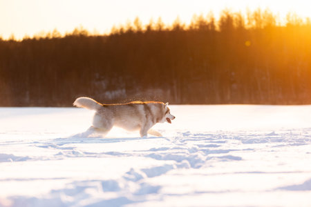 Portrait of Crazy, happy and dorable beige and white dog breed siberian husky running on the snow in...