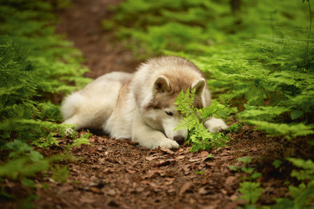Portrait of cute and beautiful dog breed siberian husky lying on the path in the green forest in...