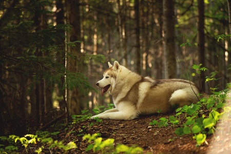 Profile Portrait of Beautiful and free Siberian Husky dog lying in the forest at golden sunset in springの写真素材