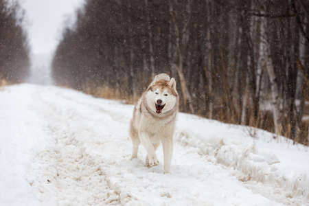 Portrait of crazy, happy and cute dog breed siberian husky with tonque hanging out running on the snow in the winter forest at sunsetの写真素材