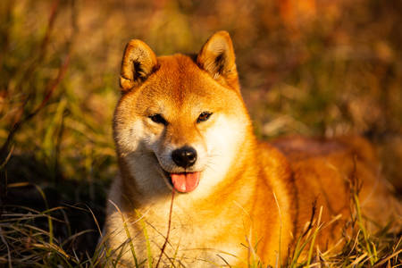Close-up portrait of Beautiful and happy red dog breed shiba inu with tonque hanging lying on the grass in the forest at golden sunset. Japanese Red shiba inu femaleの写真素材