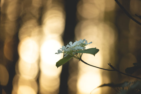 Close-up image of A beautiful wild hydrangea in bloom in spring at sunset
