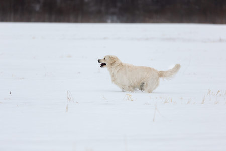 Portrait of crazy, cute and happy golden retriever dog running fast in the field in winter