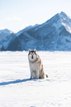 Portrait of beautiful Siberian husky on ice floe on the frozen Okhotsk sea and snow capped peak's background. Image of Free and wise husky dog is sitting on the snow on mountain's backgroundの写真素材