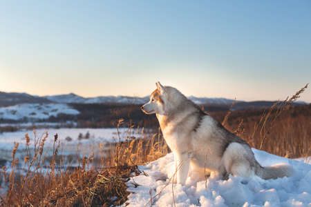 Profile Portrait of Beautiful, happy and free siberian Husky dog sitting on the hill in the withered grass at sunset on mountain backgroundの写真素材