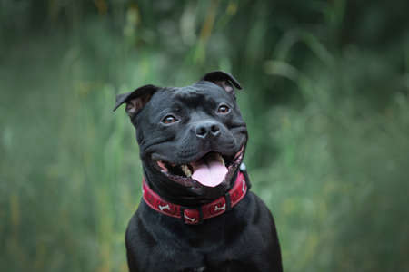 Close-up portrait of cute and happy smiling black staffordshire bull terrier sitting in the forestの写真素材
