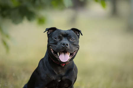 Portrait of happy young English staffordshire bullterrier dog sitting in the withered grass in summer. Smiling and happy black dogの写真素材