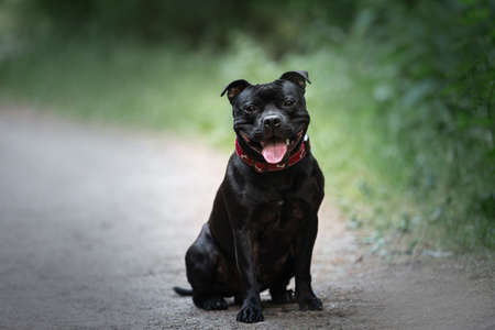 Portrait of happy young English staffordshire bullterrier dog sitting on the path in the park in summer. Smiling and cute black dogの写真素材
