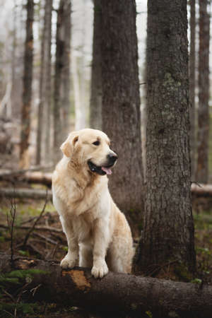 Profile Portrait of beautiful and free dog breed golden retriever standing on the tree outdoors in the forest at sunset in springの写真素材