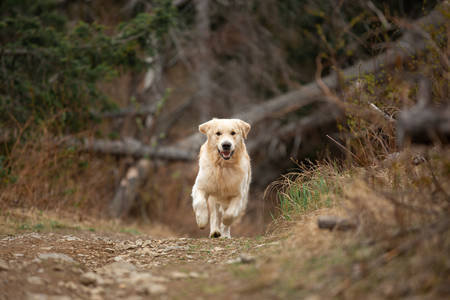 Portrait of Crazy, cute and happy dog breed golden retriever running in the forest and has fun at sunsetの写真素材