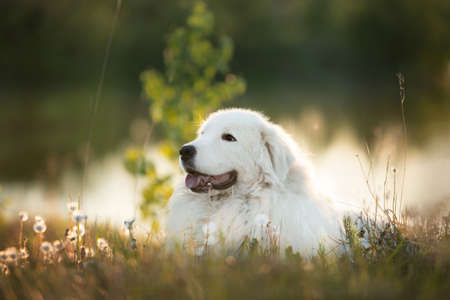 Profile Portrait of cute maremma sheepdog. Big white fluffy dog breed maremmano abruzzese shepherd lying in ront of the pond in the forest in summer at sunset. Cane da pastore Maremmano-Abruzzeseの写真素材