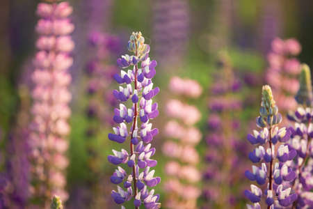 Blooming lupine flowers. A field of lupines. Violet and pink lupin in meadow. Colorful bunch of lupines summer flower background.の写真素材