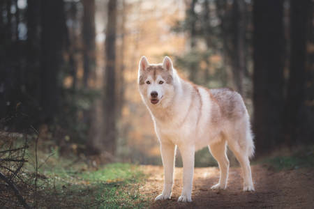 Portrait of beautiful, attentive and prideful Beige and white dog breed Siberian Husky standing in the bright autumn forest at sunset in backlightの写真素材