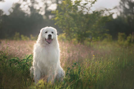 Portrait of beautiful happy maremma sheepdog. Big white fluffy dog breed maremmano abruzzese shepherd sitting in the field in summer at sunset. Cane da pastore Maremmano-Abruzzeseの写真素材