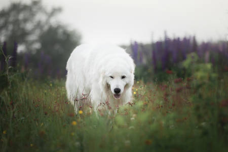 Portrait of beautiful happy winking maremma sheepdog. Big white fluffy dog breed maremmano abruzzese shepherd walking in the field of lupines in summer at sunset. Cane da pastore Maremmano-Abruzzeseの写真素材