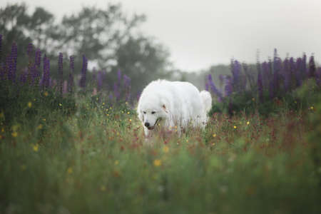 Portrait of beautiful maremma sheepdog. Big white fluffy dog breed maremmano abruzzese shepherd walking in the field of lupines in summer at sunset. Cane da pastore Maremmano-Abruzzeseの写真素材