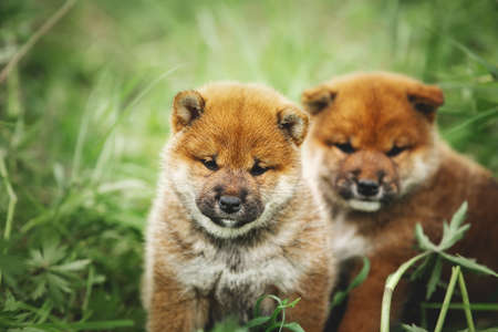 Close-up of Two beautiful and cute red shiba inu puppies sitting in the green grass. Japanese dogs breed shiba inuの写真素材