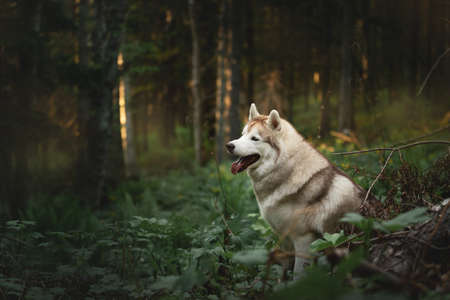 Profile Portrait of Beautiful and happy Siberian Husky dog sitting in the forest at golden sunset in springの写真素材