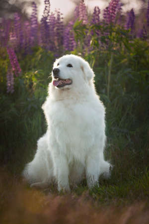 Profile Portrait of beautiful happy maremma sheepdog. Big white fluffy dog breed maremmano abruzzese shepherd sitting in the field of lupines in summer at sunset. Cane da pastore Maremmano-Abruzzeseの写真素材