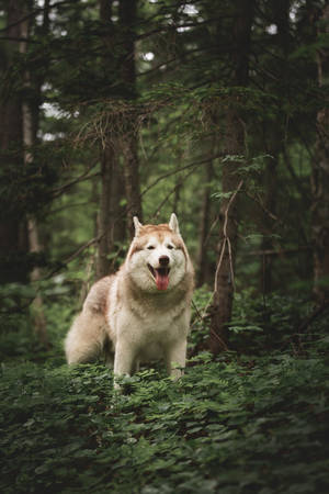 Close-up Portrait of happy and beautiful dog breed siberian husky standing on the path in the bright green forest in springの写真素材