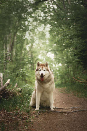 Portrait of free and beautiful dog breed siberian husky sitting on the path in the green forest in spring and looks like a wolfの写真素材