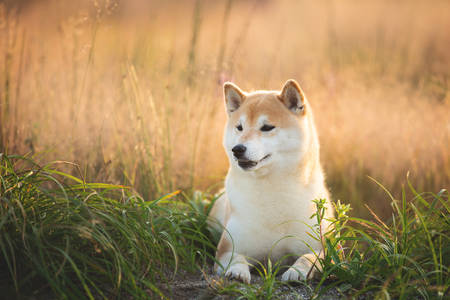 Profile Portrait of beautiful and happy red Shiba inu dog lying in the field at golden sunset in summer. Gorgeous japanese shiba inu dogの写真素材