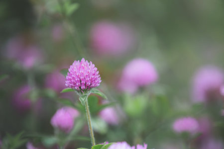 blooming red clover or Trifolium pratense and green grass close-up. Pink clover flowers in spring,...