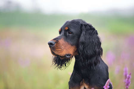 Profile portrait of beautiful Black and tan setter gordon dog sitting in the field in summerの写真素材