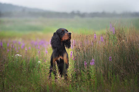 Profile portrait of beautiful Black and tan setter gordon dog sitting in the violet flowers field in summerの写真素材