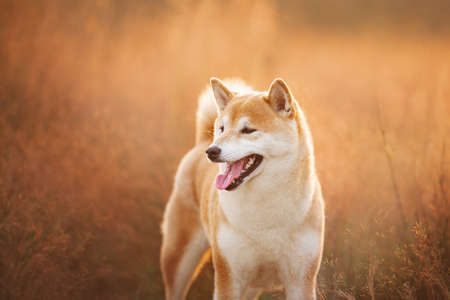 Close-upPortrait of beautiful red Shiba inu dog standing in the field at golden sunset in summer. Happy japanese shiba inu dog in backlightの写真素材