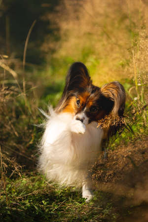 Close-up Portrait of cute and funny papillon dog sitting in the green grass in summer. Gorgeous Continental toy spaniel outdoors at sunsetの写真素材