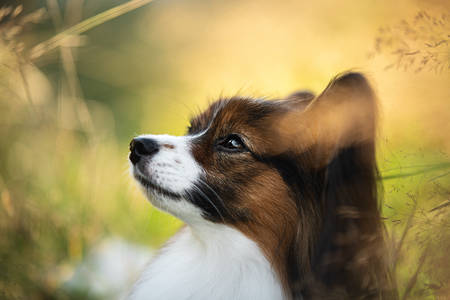 Profile Portrait of beautiful papillon dog lying in the field in fall. Gorgeous Continental toy spaniel outdoors at sunsetの写真素材