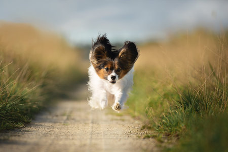 Portrait of happy and crazy papillon dog running fast on the path in the field. Cute and beautiful...