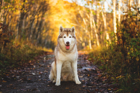 Portrait of happy and gorgeous Siberian Husky dog with tonque hanging out sitting in the bright...