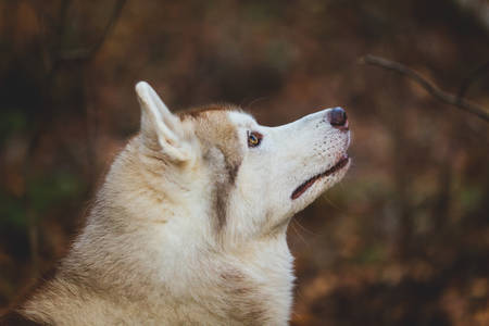 Profile close-up Portrait of beautiful and attentive beige and white siberian Husky dog standing in the bright autumn forestの写真素材