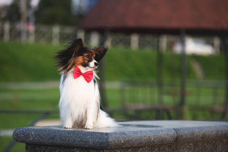 Profile Portrait of Beautiful papillon dog lying on the wooden bench in the park in bright fall. Continental toy spaniel outdoors. Close-up. Adorable Continental toy spaniel outdoors at sunsetの写真素材