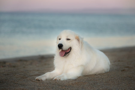 Beautiful, happy and free maremmano abruzzese dog on the beach. Big fluffy white dog at golden...