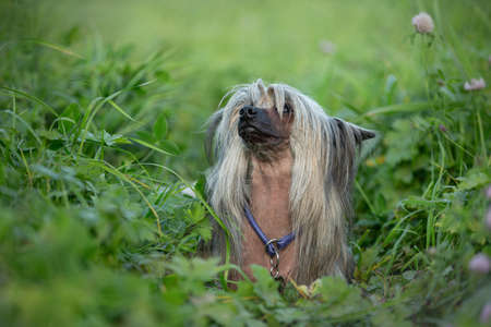 Portrait of beautiful hairless Chinese Crested Dog lying in the field in summer at sunsetの写真素材