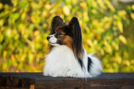 Profile Portrait of Beautiful papillon dog lying on the wooden bench in the park in bright fall. Close-up. Adorable Continental toy spaniel outdoors at sunsetの写真素材