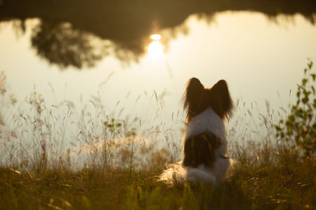 Portrait of Beautiful papillon dog sitting on the river bank back to the camera at sunset. Close-up. Cute Continental toy spaniel outdoors at sunsetの写真素材