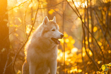 Profile Portrait of free and beautiful Beige Siberian Husky in golden autumn season on a bright forest backgroundの写真素材