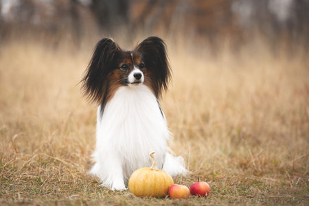 Close-up Portrait of beautiful and happy papillon dog sitting in the field in fall. Gorgeous...