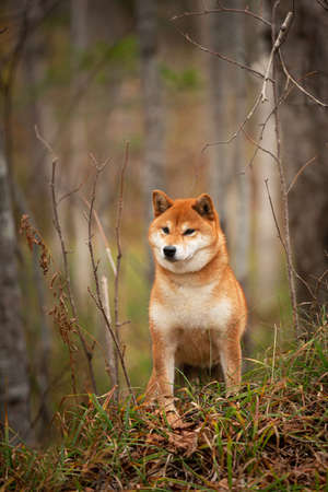 Profile Portrait of adorable and happy shiba inu dog standing on the hill in the forest at golden sunset. Cute and beautiful Red shiba inu female dog in autumnの写真素材