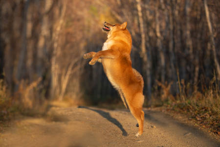 Portrait of adorable and happy shiba inu dog jumping in the forest at golden sunset. Cute, funny and crazy Red shiba inu female puppy in autumnの写真素材