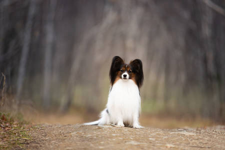 Portrait of Cute Papillon dog sitting on the path in the forest. Beautiful and happy Continental toy spaniel outdoorsの写真素材