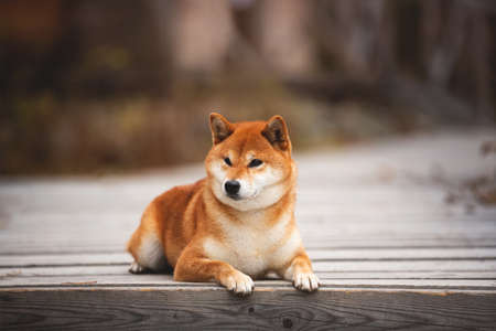 Profile Portrait of adorable and happy shiba inu dog lying on the wooden bridge in the forest. Cute and beautiful Red shiba inu female dog in autumnの写真素材