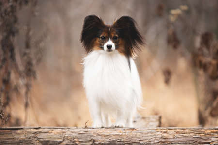 Portrait of Papillon dog standing on a wooden bridge in the forest. Beautiful and happy Continental toy spaniel outdoorsの写真素材