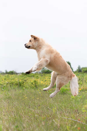 Funnt and crazy Golden Retriever retriever jumping in the field in summerの写真素材