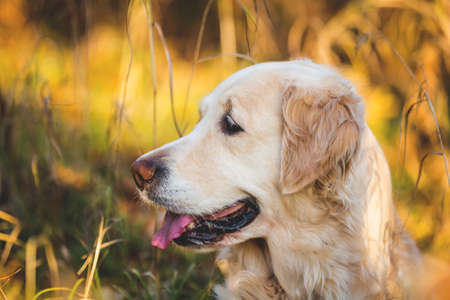 Profile portrait of adorable dog breed golden retriever posing in the autumn forest at sunsetの写真素材